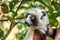 Coquerel`s Sifaka lemur, Madagascar