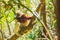 Coquerel`s sifaka Propithecus coquereli lemur sitting in the trees