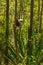 Coquerel`s sifaka Propithecus coquereli lemur sitting in the trees