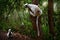 Coquerel`s sifaka, Propithecus coquereli, Reserve Peyrieras. Monkey group in habitat. Lemur in the dark green tropic forest.