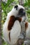 Coquerel sifaka