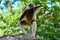 Coquerel sifaka lemur Propithecus coquereli â€“ portrait, Madagascar nature