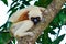 Coquerel sifaka lemur Propithecus coquereli â€“ portrait, Madagascar nature