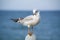 Coquettish little sea-gull
