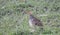 Coqui Francolin Francolinus coqui Standing on a Grassy Plain