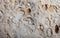 Coquina background old fossil