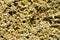 Coquina natural porous stone. construction material