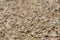 Coquina rock close-up, natural building material - limestone background