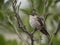 Cora hummingbird awake on a branch