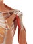 The coracobrachialis