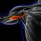 Coracobrachialis Muscle Anatomy For Medical Concept 3D Illustration