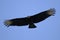 Coragyps atratus, black vulture