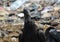 Coragyps atratus vulture happy in the garbage dump