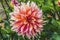 Coral Apricot Pink Rose Labyrinth Dahlia Blooming Macro