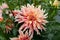 Coral Apricot Pink Rose Peach Dinnerplate AA Dahlia Blooming Macro. Dahlia named Labyrinth