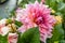 Coral Apricot Pink Rose Peach Dinnerplate AA Dahlia Blooming Macro. Dahlia named Labyrinth