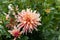 Coral Apricot Pink Rose Peach Dinnerplate AA Dahlia Blooming Macro. Dahlia named Labyrinth