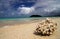 Coral on the beach