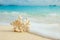 Coral on the beach.  Blue crystal sea of tropical beach. Diving, snorkling. Ocean beach relax