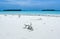 Coral on the beach of Maldives