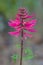 Coral bean - Erythrina herbacea - bright pink red tubular blooms that resemble firecrackers