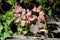 Coral bells or Heuchera evergreen plant with palmately lobed light green to dark purple leaves growing above concrete steps