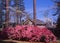 Coral Bells pink azaleas Rhododendron indicum in early Spring