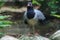 Coral-billed ground cuckoo