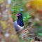 Coral-billed Ground Cuckoo Bird