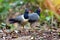 Coral-billed Ground Cuckoo Bird