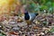 Coral-billed Ground Cuckoo Bird