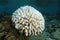 Coral bleaching bleached coral south Pacific ocean