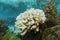 Coral bleaching due to El Nino French Polynesia