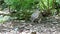 Coral blue guinea fowl with chicks