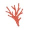 Coral branch. Sea underwater red polyp plant. Marine undersea flora. Ocean under water decoration. Reef skeleton twig