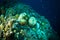 Coral bunaken sulawesi indonesia acropora sp. underwater