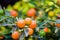 Coral bush, Solanum pseudocapsicum, decorative nightshade