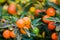 Coral bush, Solanum pseudocapsicum, decorative nightshade