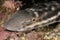 Coral Catshark Atelomycterus marmoratus resting on the rocky bottom. Malapascua, Philippines