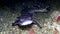 Coral catshark Atelomycterus marmoratus on the sand in the night in Lembeh strait