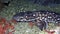 Coral catshark Atelomycterus marmoratus on the sand in the night in Lembeh strait