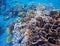 Coral closeup in tropical seashore. Undersea landscape photo. Fauna and flora of tropical shore.