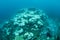 Coral Colony Bleaching