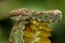 Coral-Colored Eyelash Viper - Costa Rica