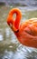 Coral colored flamingo grooming itself