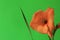 Coral colored Gladiola blossom against a solid green background