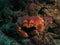 Coral Crab