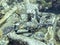 Coral Crusted Sake Bottles on Underwater Shipwreck