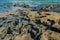 Coral detail at Carneiros Beach, Pernambuco, Brazil