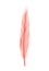 Coral detailed feather of bird. Vector decorative fluffy pink feather of flamingo or goose. Plume icon isolated on white